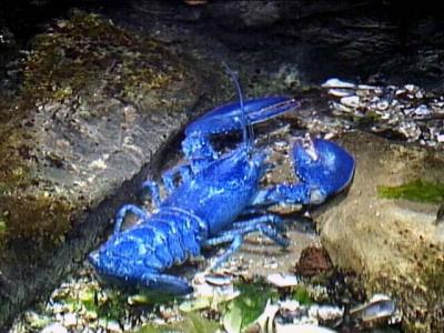 BLUE LOBSTER, SHRIMP, AND STARFISH.